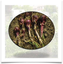 CS Allotment 8 (S) - Carol Sparkes